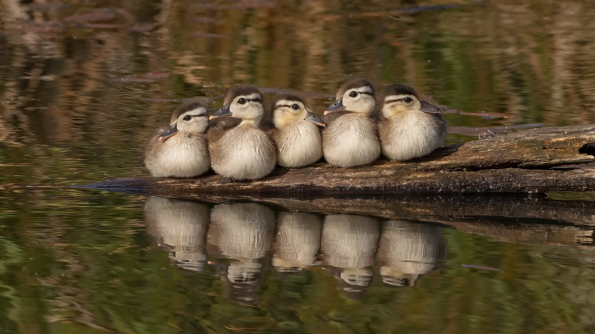铁血广厦掀翻卫冕冠军，福克斯末节封神一战定江山