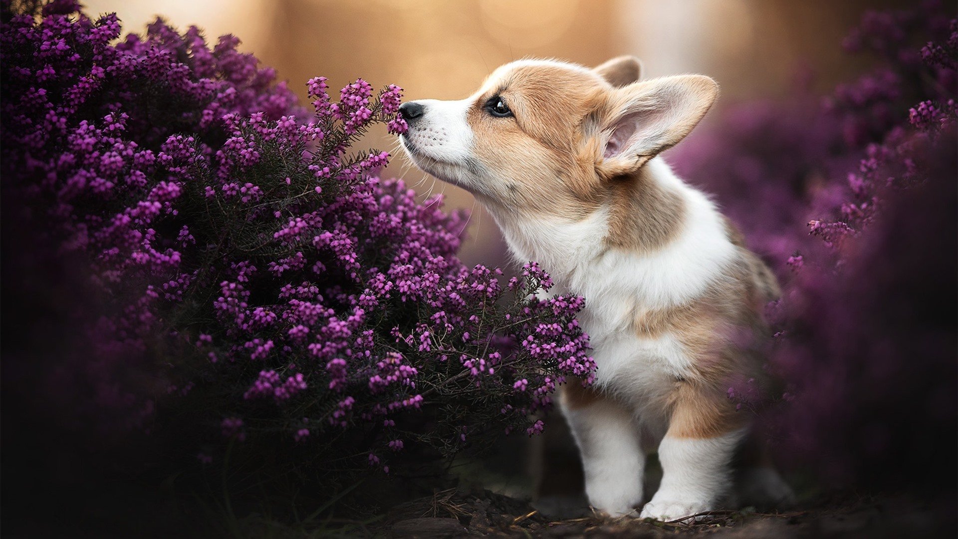 独奏与交响，奥纳纳的得分风暴如何炼成土耳其的硬仗基因