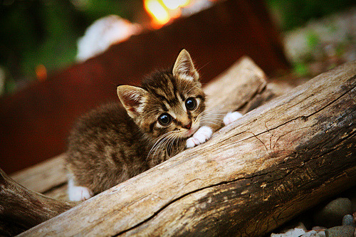 开拓者血拼广厦!拉梅洛末节超神,以一己之力征服魔鬼主场