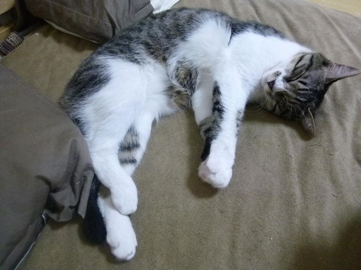 跨越界限的征服，莱比锡红牛战术实验室如何预演未来，及基米希2026的终极接管