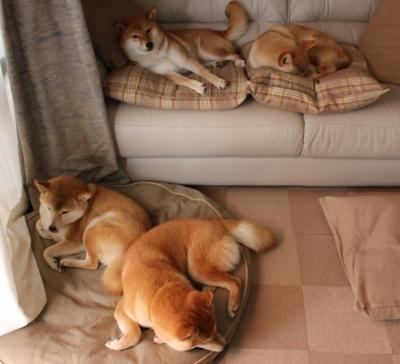 阿布扎比黄昏的鹰影，维斯塔潘与勒克莱尔的终极猎杀