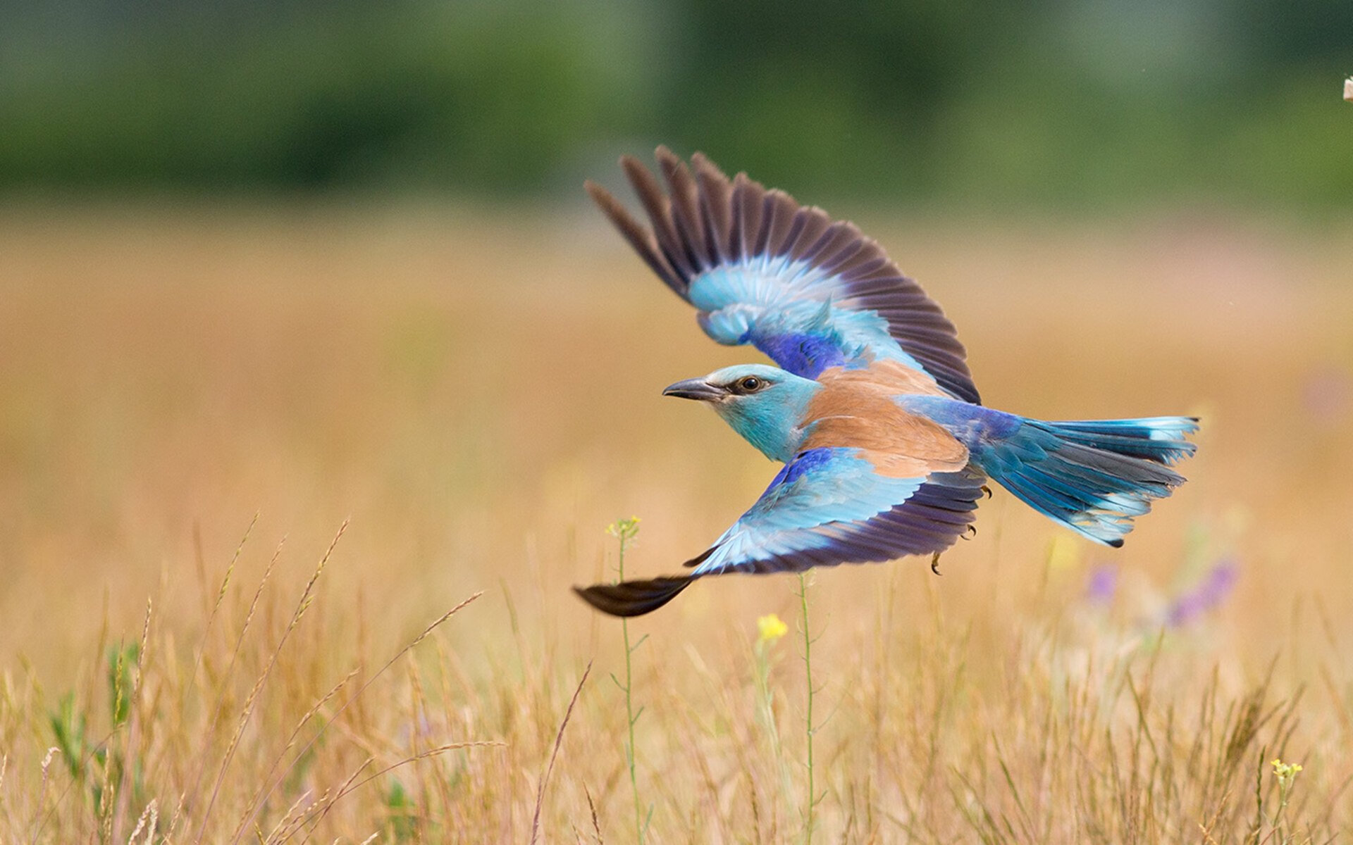 选择的重量，当利拉德一箭穿心，火箭用体系写下另一种答案