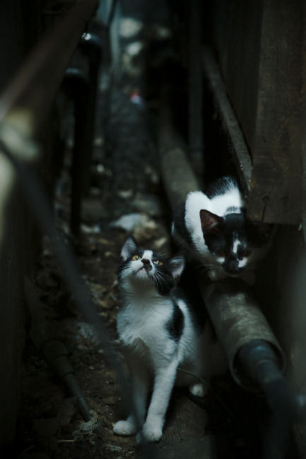 西决生死战夜,努涅斯用一场封神演出,书写独属自己的涅槃史诗