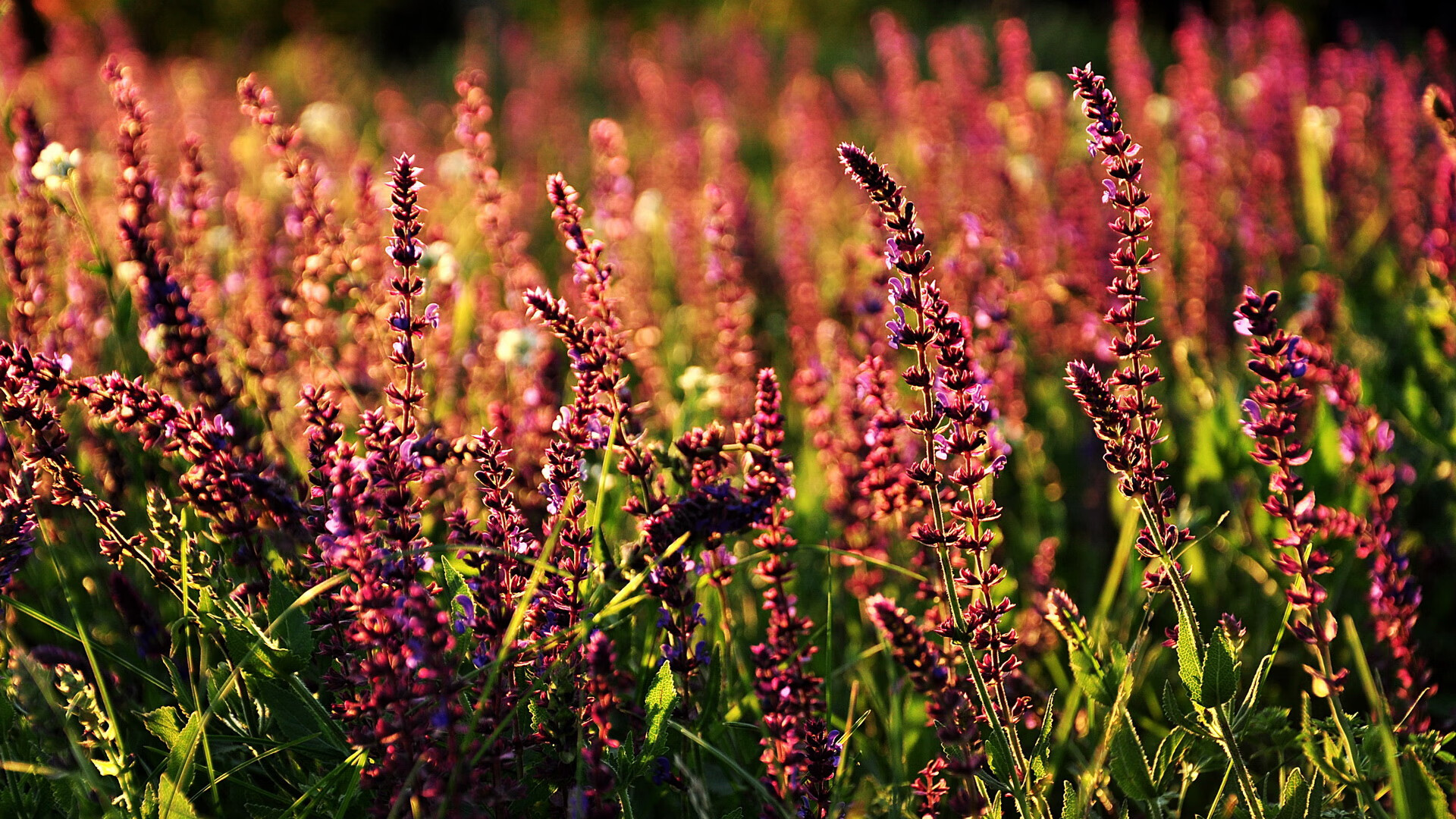 当节奏大师降临,奥斯梅恩如何引领比利时对抗尼斯的战术风暴