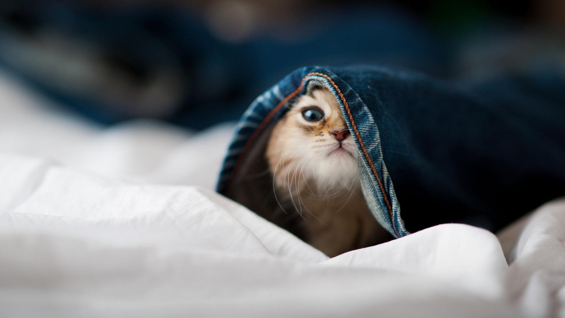 王权终归萨城！末节风暴席卷标靶中心，贝恩一剑封喉定乾坤