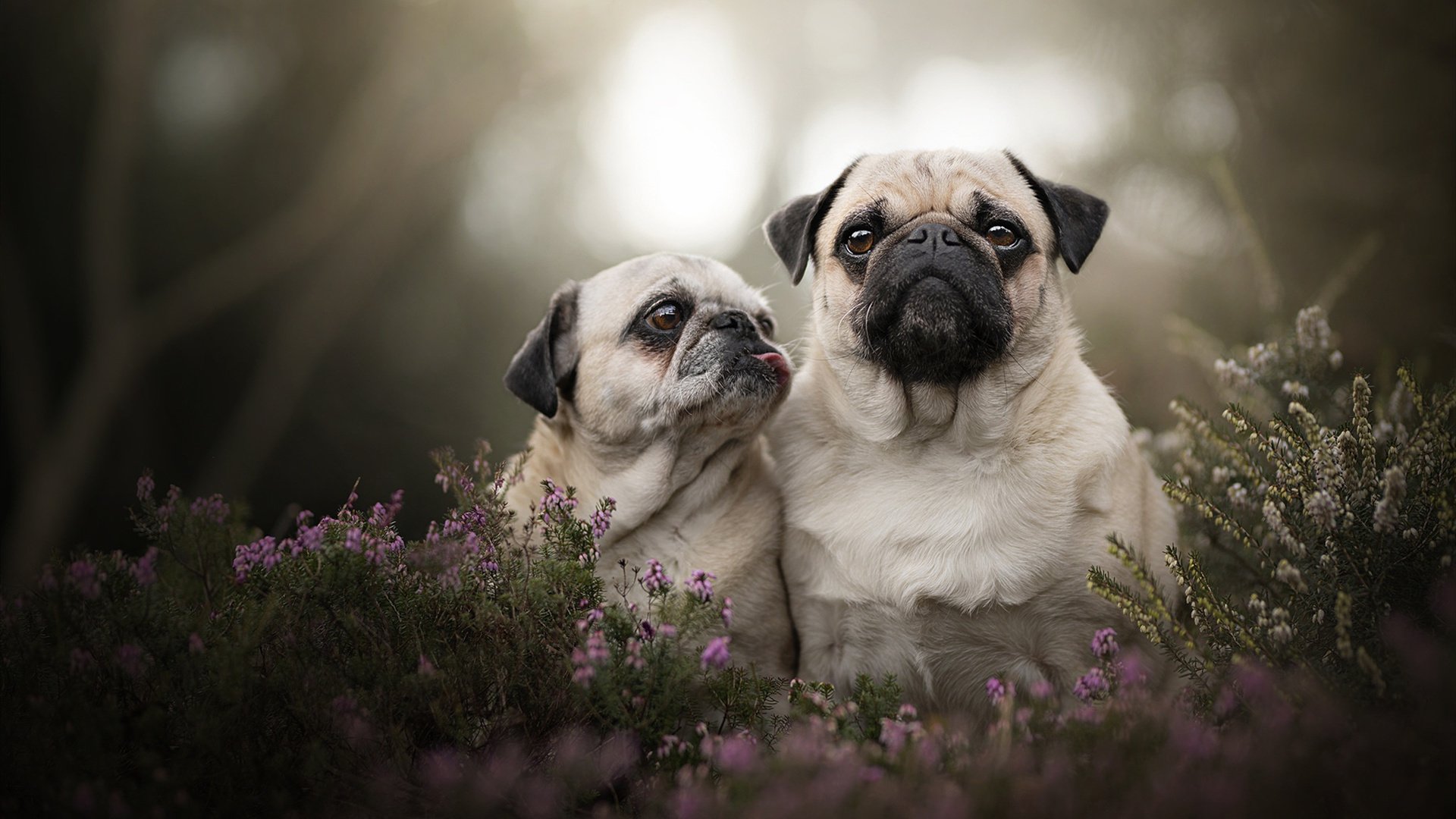 东决焦点战，挪威全面制霸爱尔兰，关键一役奠定霸权