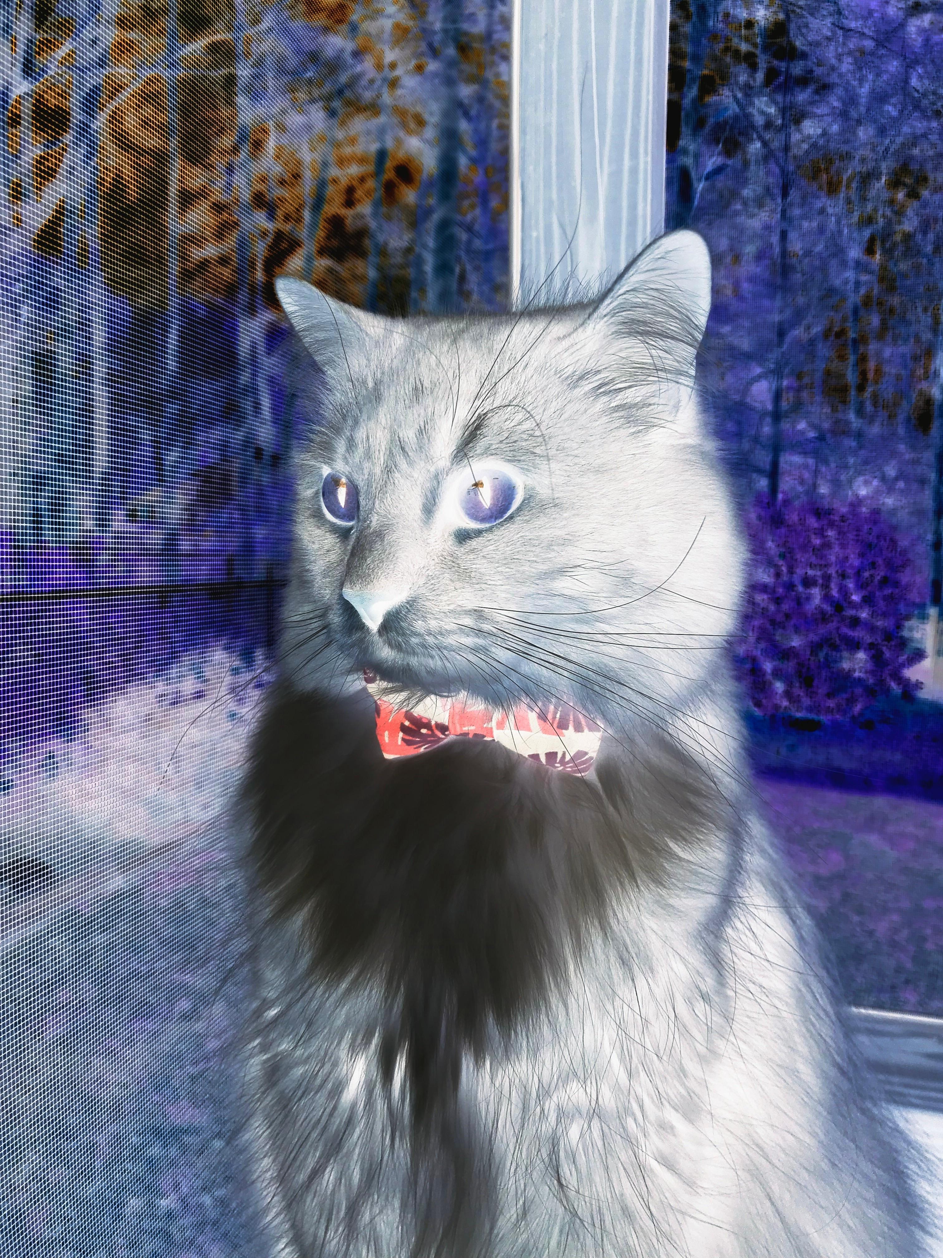 疾速英雄,F1年度争冠之夜,福登如何临危受命改写历史?