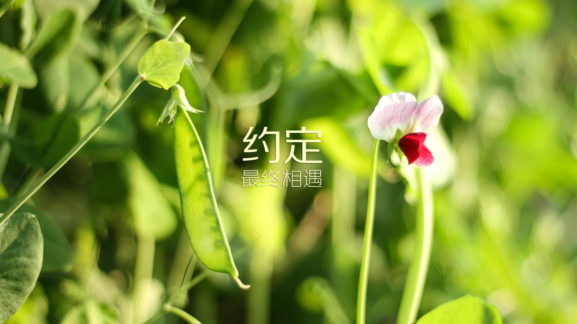 宿命的F组轮回,当乌拉圭的铁血重逢梅西的独舞,乌兹别克斯坦沦为悲情注脚